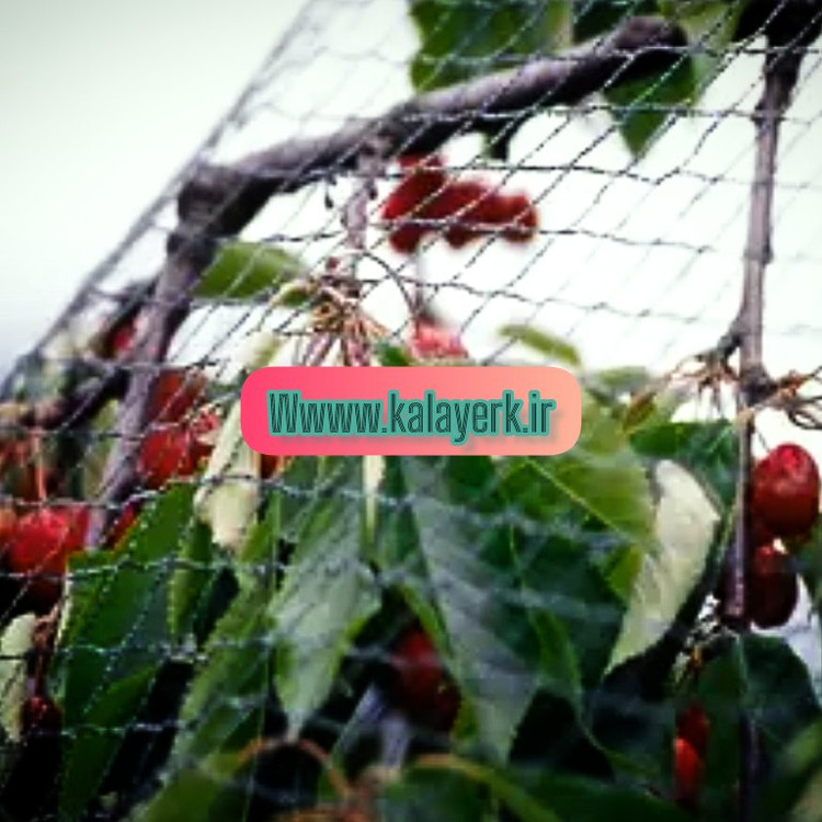 توری ضد پرنده