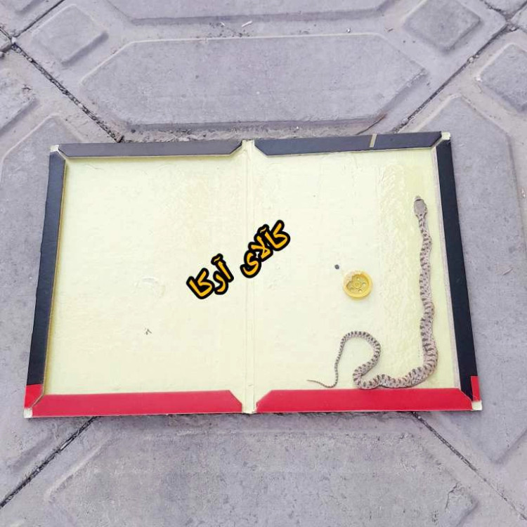 چسب و تله