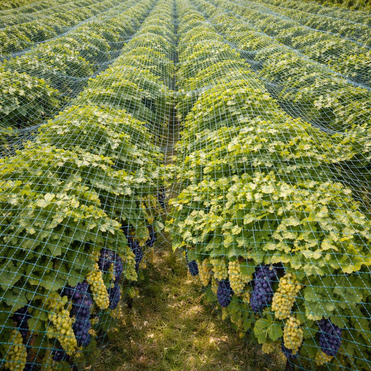 تور ضدپرنده